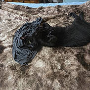 Chauncey joined the competition — help win amazing prizes! bedroom, black_cat, blanket, cat, cozy, curious, curled_paws, eyes, fabric, floor_vent, fur, furniture, indoor, paws, pet, relaxed, resting, shirt, whiskers, wooden_drawer