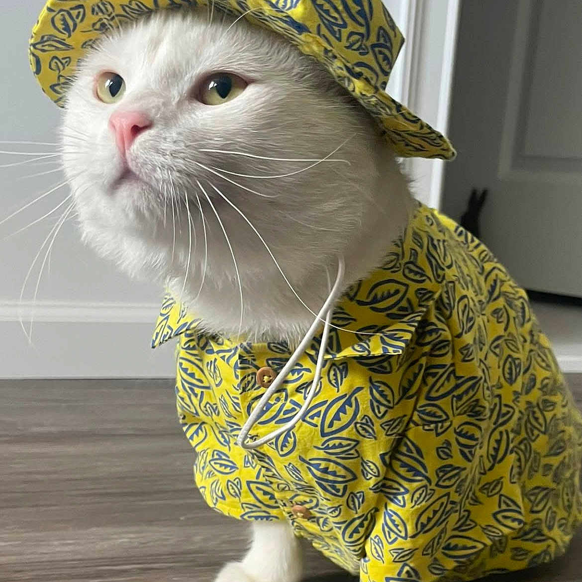 Mew joined the competition — help win amazing prizes! accessories, angora, animal, bonnet, cap, cat, clothing, coat, face, formalwear, hat, hoodie, jacket, kitten, knitwear, pet, raincoat, sweater, sweatshirt, tie