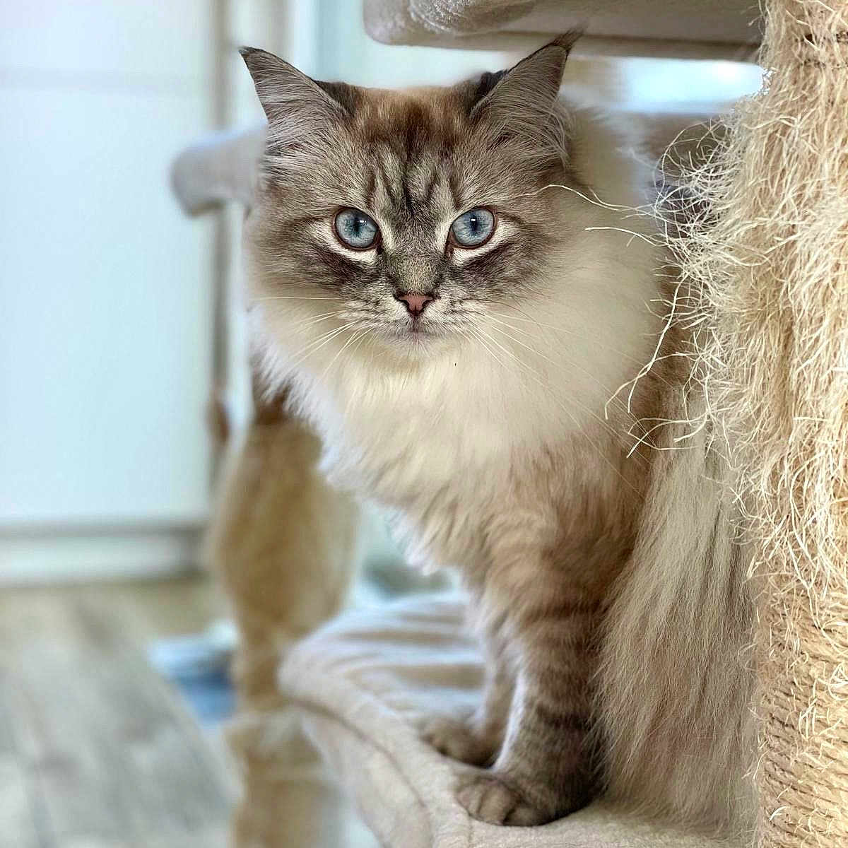 Nala a rejoint le concours — aidez-le/la à gagner de superbes lots ! angora, animal, blanket, cat, couch, cushion, furniture, homedecor, kitten, manx, pet, siamese