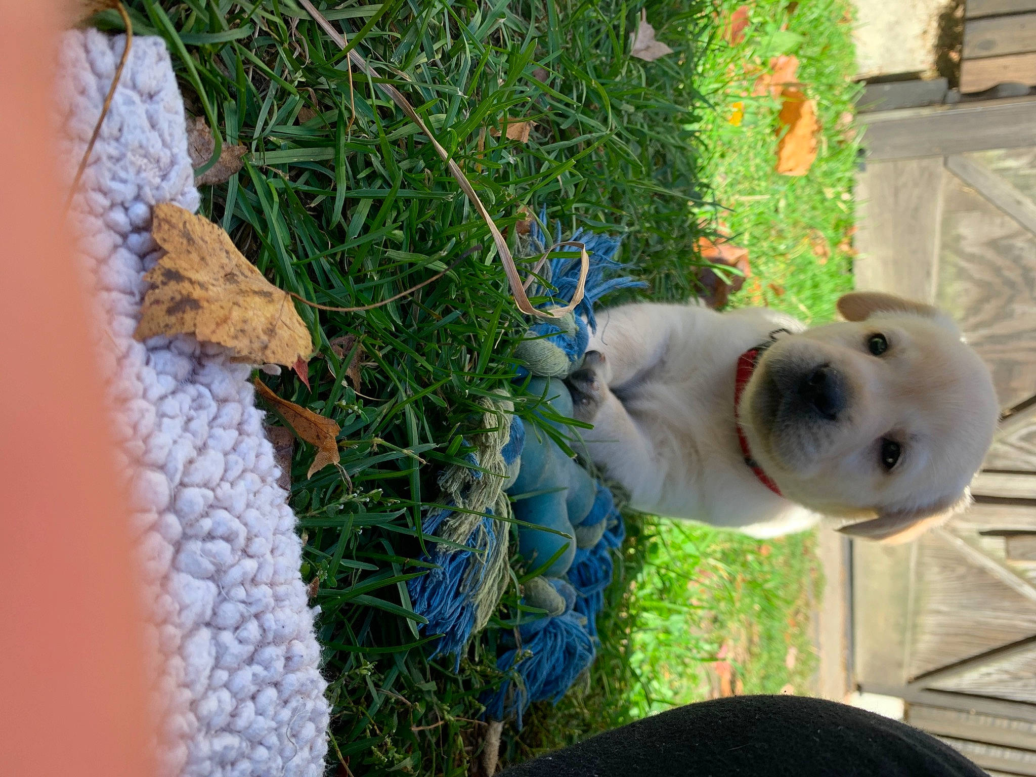 Sadie joined the competition — help win amazing prizes! canidae, dog_breed, fawn, plant, puppy