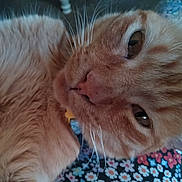 Oj Orange Juice is registered to the contest to win money with this photo: cat, ginger_cat, close_up, whiskers, fur, pet, feline, sleepy, brown_eyes, nose, collar, floral_blanket, pattern, indoor, portrait, cozy, relaxed, cute, soft_texture, animal