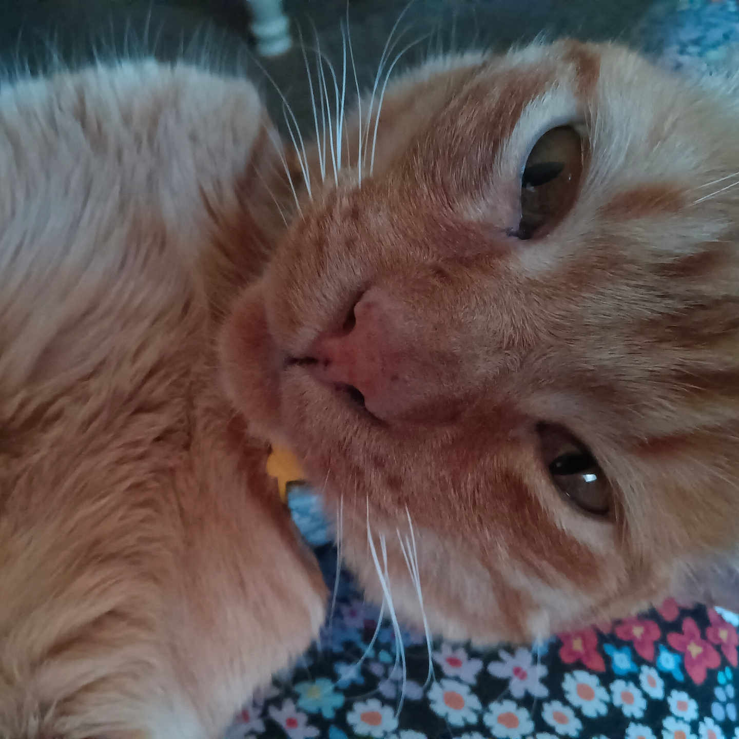 Oj Orange Juice is registered to the contest to win money with this photo: animal, brown_eyes, cat, close_up, collar, cozy, cute, feline, floral_blanket, fur, ginger_cat, indoor, nose, pattern, pet, portrait, relaxed, sleepy, soft_texture, whiskers