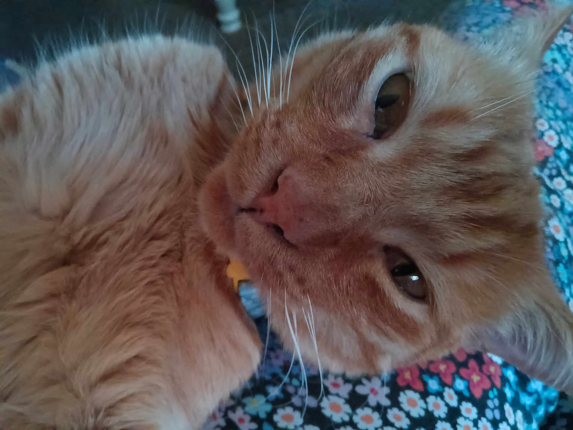 Oj Orange Juice is registered to the contest to win money with this photo: cat, ginger_cat, close_up, whiskers, fur, pet, feline, sleepy, brown_eyes, nose, collar, floral_blanket, pattern, indoor, portrait, cozy, relaxed, cute, soft_texture, animal