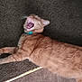 animal, blurred, carpet, cat, close_up, collar, cute, domestic, feline, fur, indoor, lying_down, mammal, mouth_open, orange_tabby, pet, relaxed, sleepy, whiskers, yawning