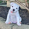 puppy, dog, white_dog, black_ear, collar, pet, outdoor, garden, concrete, mulch, curious, sitting, young_dog, cute, animal, nature, small_dog, head_tilt, background_plants, close_up