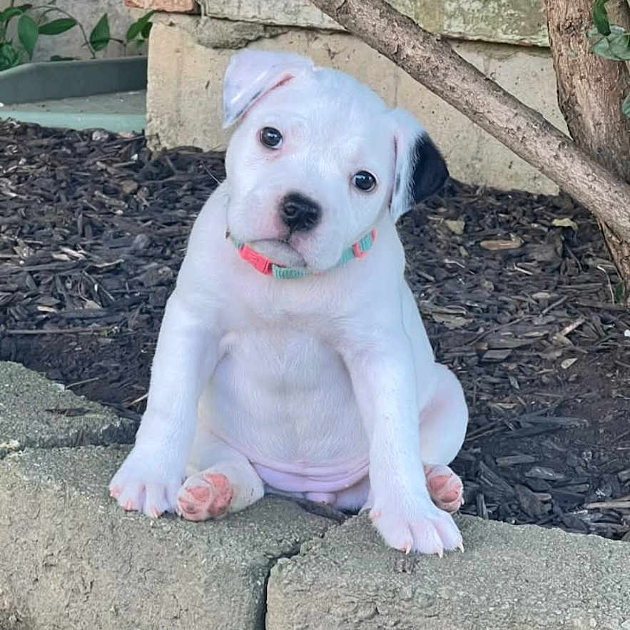 Lulu Sample joined the competition — help win amazing prizes! puppy, dog, white_dog, black_ear, collar, pet, outdoor, garden, concrete, mulch, curious, sitting, young_dog, cute, animal, nature, small_dog, head_tilt, background_plants, close_up