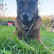 Itone a rejoint le concours — aidez-le/la à gagner de superbes lots ! dog, grass, outdoor, collar, ears, nature, animal, pet, canine, fur, face, snout, sky, greenery, field, alert, closeup, muzzle, watchful, daytime