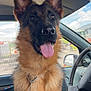 dog, german_shepherd, puppy, car_interior, steering_wheel, seat, window, sky, clouds, collar, leash, tongue_out, ears_up, happy, pet, animal, fur, close_up, daylight, vehicle
