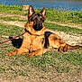Daryl participe au concours pour gagner de l'argent avec cette photo : dog, german_shepherd, grass, river, outdoor, sunlight, leash, canine, pet, nature, animal, resting, summer, muzzle, ears, fur, portrait, side_view, daytime, relaxation