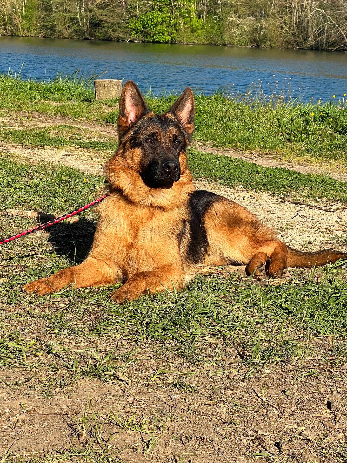 Daryl participe au concours pour gagner de l'argent avec cette photo : dog, german_shepherd, grass, river, outdoor, sunlight, leash, canine, pet, nature, animal, resting, summer, muzzle, ears, fur, portrait, side_view, daytime, relaxation