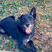 Tito a rejoint le concours — aidez-le/la à gagner de superbes lots ! dog, black_dog, tongue_out, happy, outdoor, nature, leaves, ground, animal, pet, grass, smiling, one_ear_up, close_up, laying_down, canine, greenery, heart_emoji, joyful, playful
