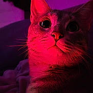 Mia a rejoint le concours — aidez-le/la à gagner de superbes lots ! cat, feline, pet, close_up, portrait, whiskers, big_eyes, fur, nose, indoor, bedding, blanket, dramatic_lighting, neon_light, pink_light, cozy, domestic_cat, macro, staring, cute