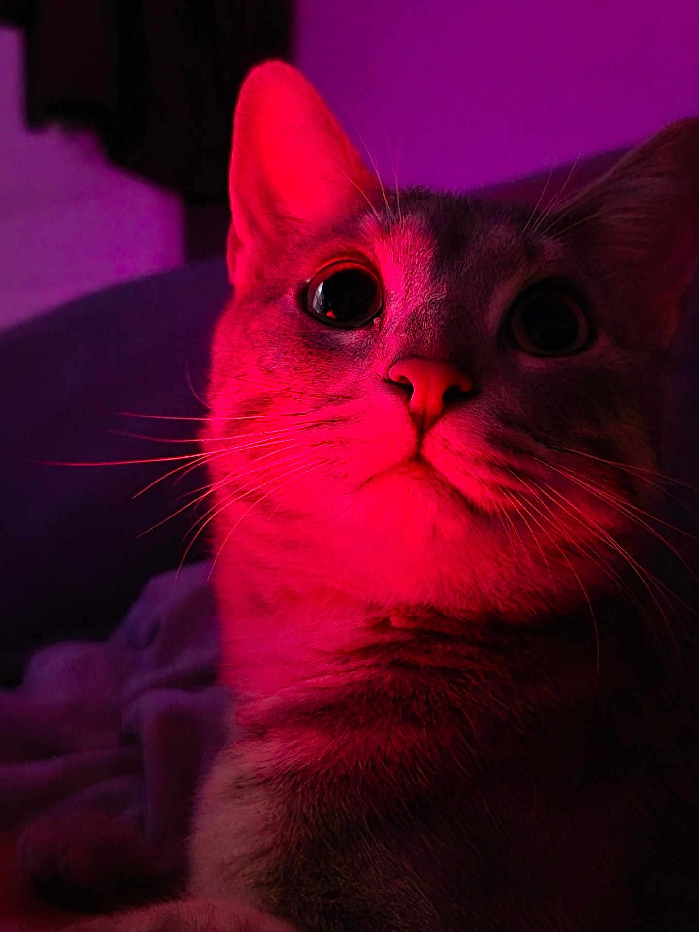Mia a rejoint le concours — aidez-le/la à gagner de superbes lots ! cat, feline, pet, close_up, portrait, whiskers, big_eyes, fur, nose, indoor, bedding, blanket, dramatic_lighting, neon_light, pink_light, cozy, domestic_cat, macro, staring, cute