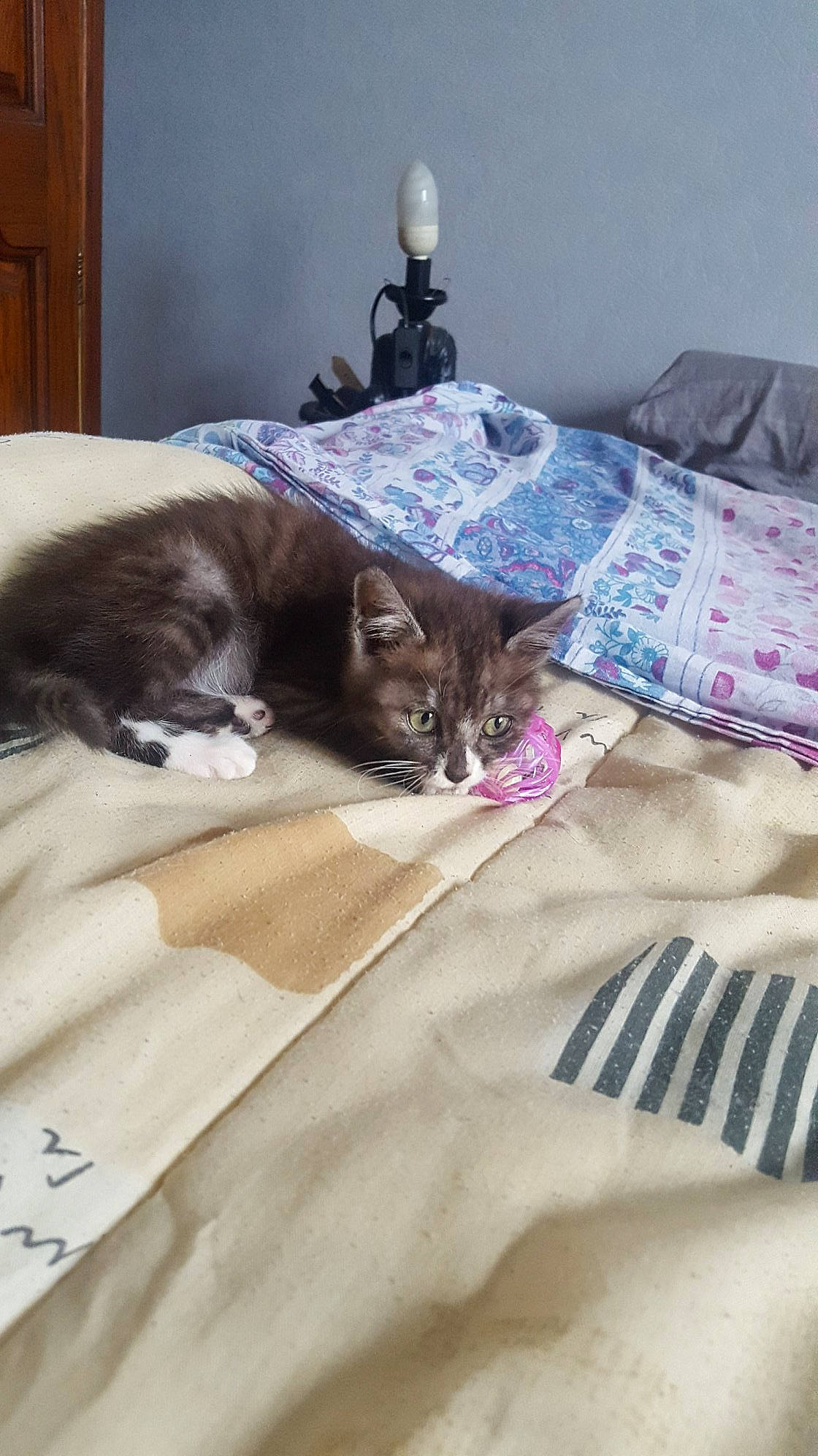 Moustache participe au concours pour gagner de l'argent avec cette photo : american_shorthair, asian, bed, bed_sheet, carnivore, cat, comfort, domestic_short_haired_cat, european_shorthair, felidae, fur, furniture, kitten, linens, nap, room, small_to_medium_sized_cats, tail, textile, whiskers