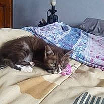 Moustache participe au concours pour gagner de l'argent avec cette photo : american_shorthair, bed, bed_sheet, carnivore, cat, comfort, couch, european_shorthair, felidae, fur, furniture, kitten, linens, maine_coon, nap, room, small_to_medium_sized_cats, tabby_cat, textile, whiskers