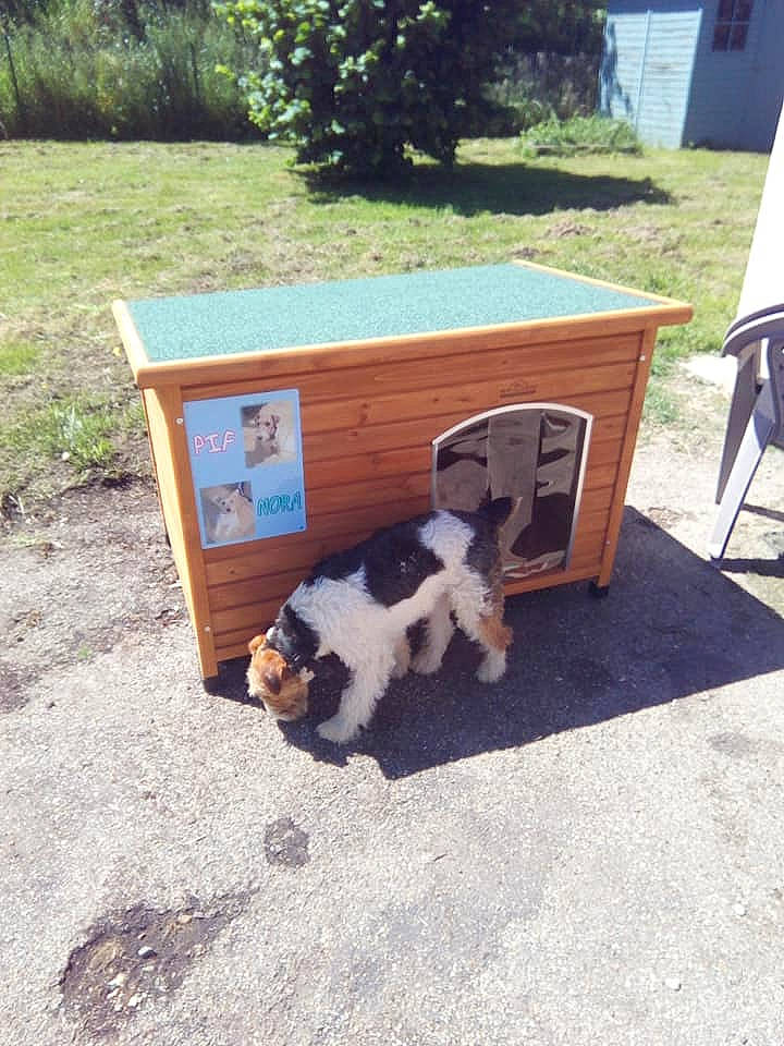 Pif a rejoint le concours — aidez-le/la à gagner de superbes lots ! canidae, carnivore, dog, dog_breed, dog_supply, doghouse, furniture, home, house, kennel, puppy, sporting_group, table