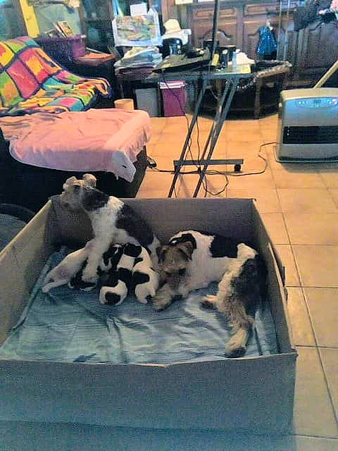 Pif participe au concours pour gagner de l'argent avec cette photo : canidae, carnivore, companion_dog, dog, dog_breed, fox_terrier, smooth_fox_terrier, sporting_group, table