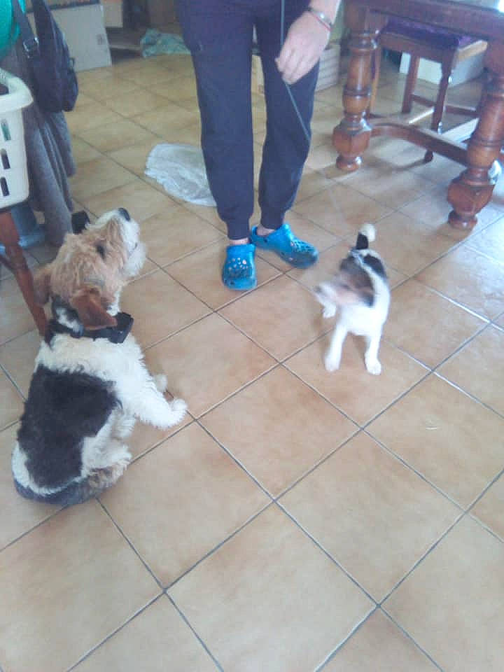 Pif participe au concours pour gagner de l'argent avec cette photo : canidae, carnivore, companion_dog, dog, dog_breed, floor, flooring, fox_terrier, mammal, puppy, sporting_group, tail, terrier, vertebrate, wire_hair_fox_terrier