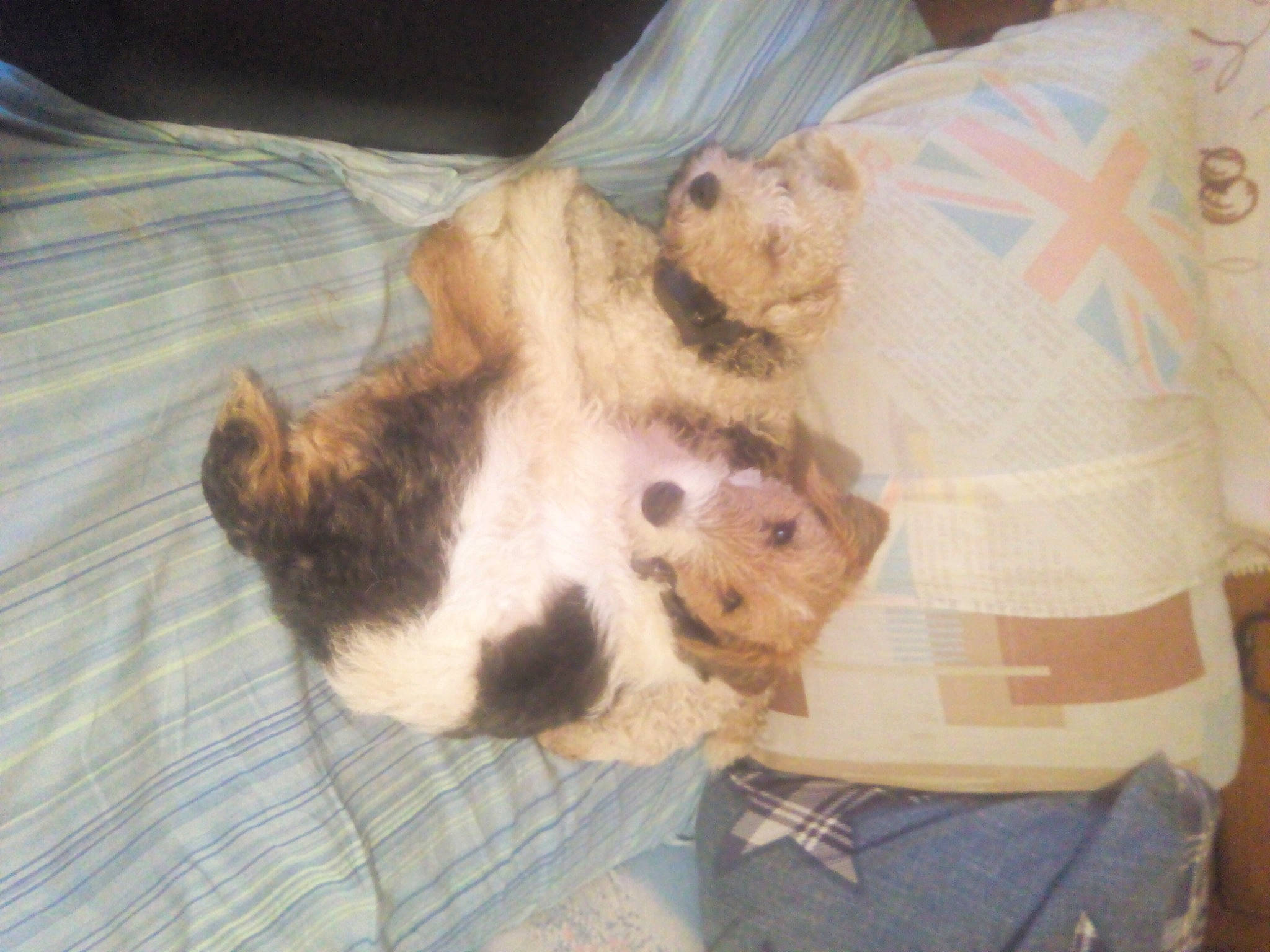 Pif a rejoint le concours — aidez-le/la à gagner de superbes lots ! canidae, carnivore, companion_dog, dog, dog_breed, fawn, fox_terrier, puppy, puppy_love