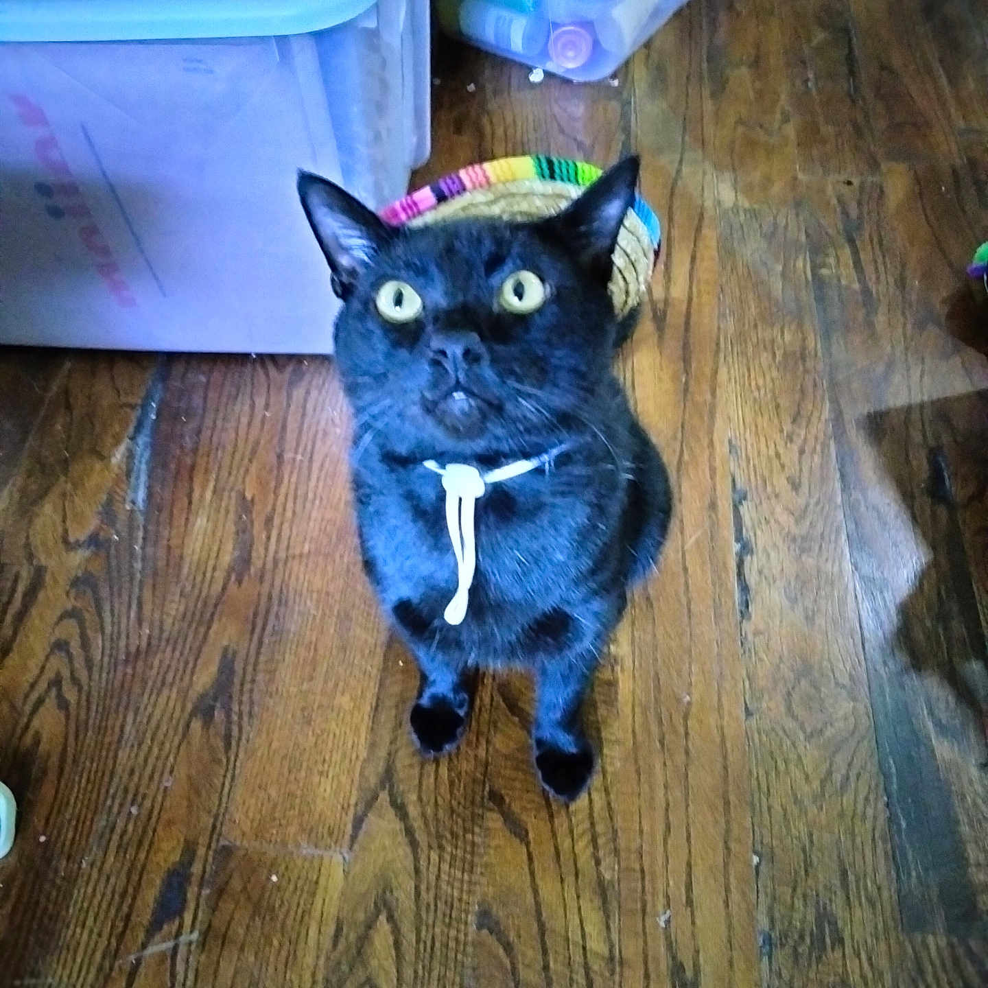 Jekyll joined the competition — help win amazing prizes! abyssinian, accessories, animal, blackcat, box, cat, couch, drawer, furniture, hardwood, indoors, interiordesign, kitten, leash, manx, pet, plywood, purple, stainedwood, wood