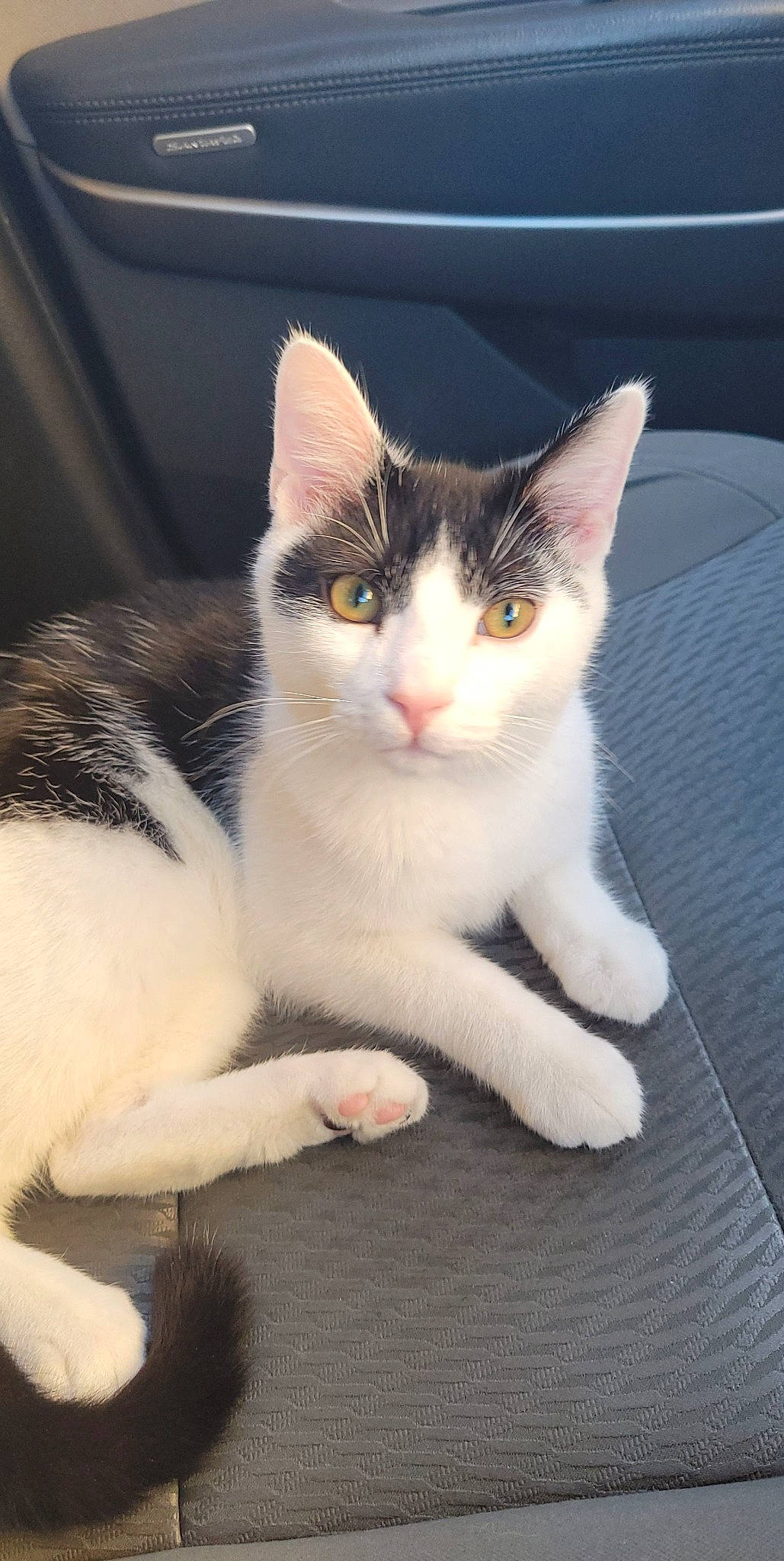 Bugsy joined the competition — help win amazing prizes! carnivore, cat, domestic_short_haired_cat, eye, felidae, foot, fur, paw, sitting, small_to_medium_sized_cats, snout, tail, whiskers, window