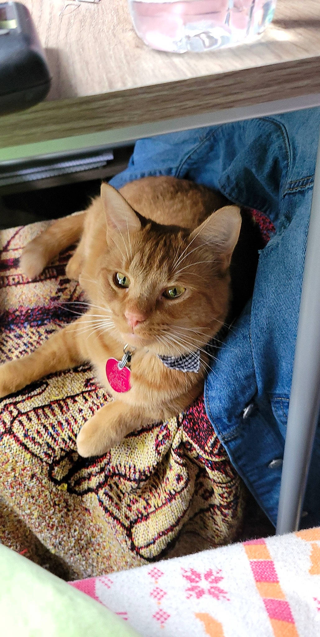 Dobby is registered to the contest to win money with this photo: carnivore, cat, claw, comfort, domestic_short_haired_cat, fawn, felidae, flooring, fur, lap, linens, paw, pet_supply, sitting, small_to_medium_sized_cats, snout, tail, textile, whiskers, wood