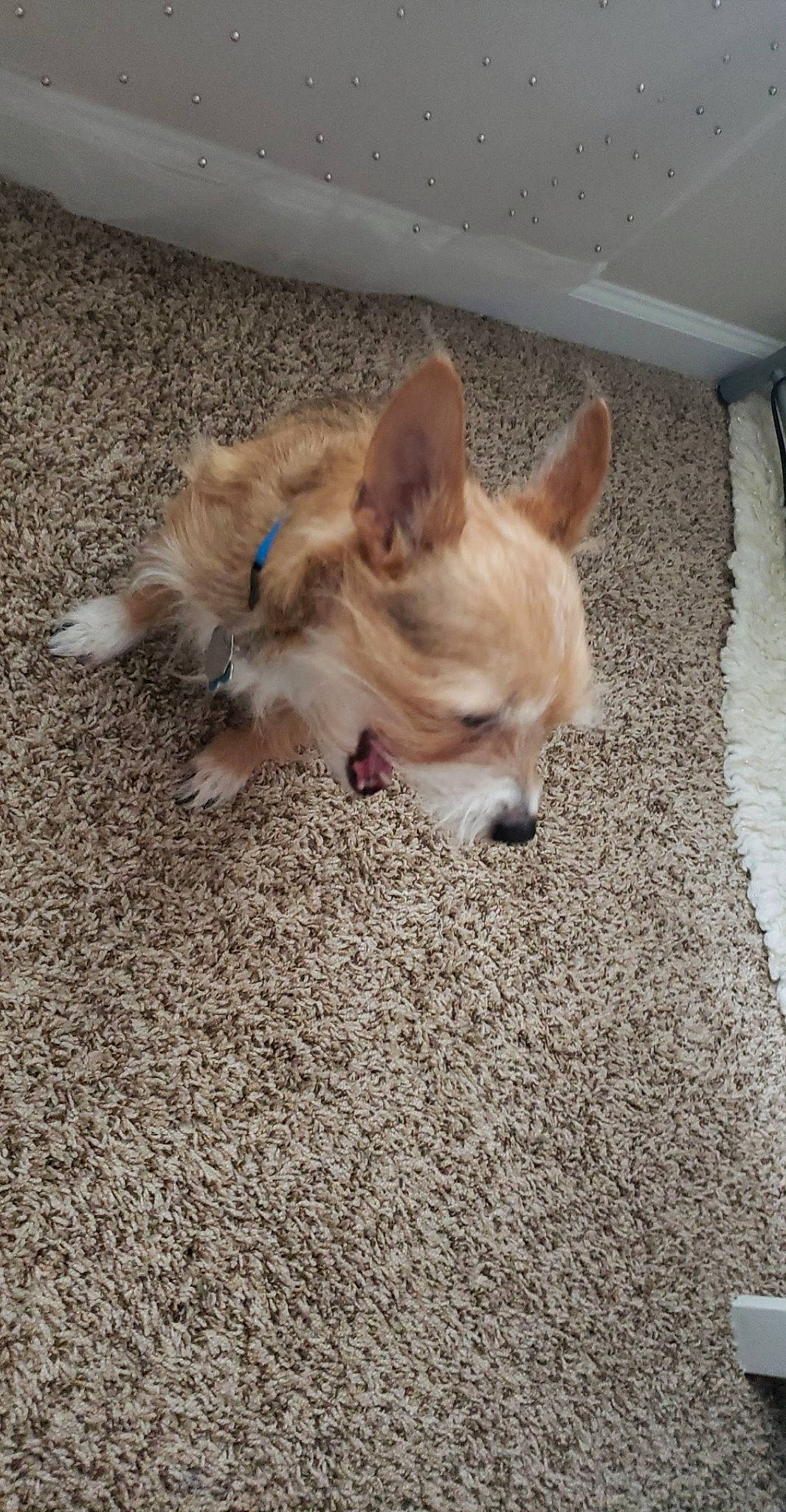 Boots is registered to the contest to win money with this photo: canidae, carnivore, companion_dog, dog, dog_breed, dog_supply, ear, eye, fawn, flooring, fur, liver, snout, sporting_group, tail, terrestrial_animal, toy_dog, whiskers, wood, working_animal