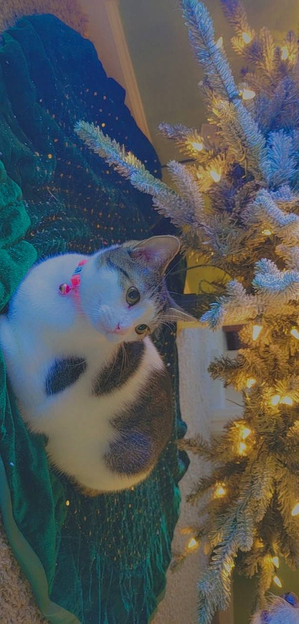 Sooni is registered to the contest to win money with this photo: art, christmas, christmas_decoration, christmas_ornament, electric_blue, event, fawn, felidae, fur, holiday, marine_biology, organism, ornament, reef, toy, tree, underwater, visual_arts, window, winter