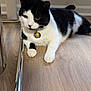 Jelly Bean joined the competition — help win amazing prizes! black_and_white_cat, cat, chair, closeup, collar, domestic_cat, eyes, feline, fur, hardwood_floor, indoor, lounging, metal_chair, paws, pet, portrait, relaxed, sitting, tag, whiskers