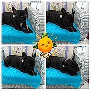 Molly a rejoint le concours — aidez-le/la à gagner de superbes lots ! black, boston_terrier, carnivoran, dog, dog_breed, dog_like_mammal, french_bulldog, non_sporting_group, product, snout, tail