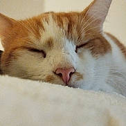 Tosh participe au concours pour gagner de l'argent avec cette photo : abyssinian, angora, animal, bed, bodypart, cat, ear, furniture, hardwood, indoors, kitten, manx, mouth, person, pet, siamese, sleeping, snout, white, wood