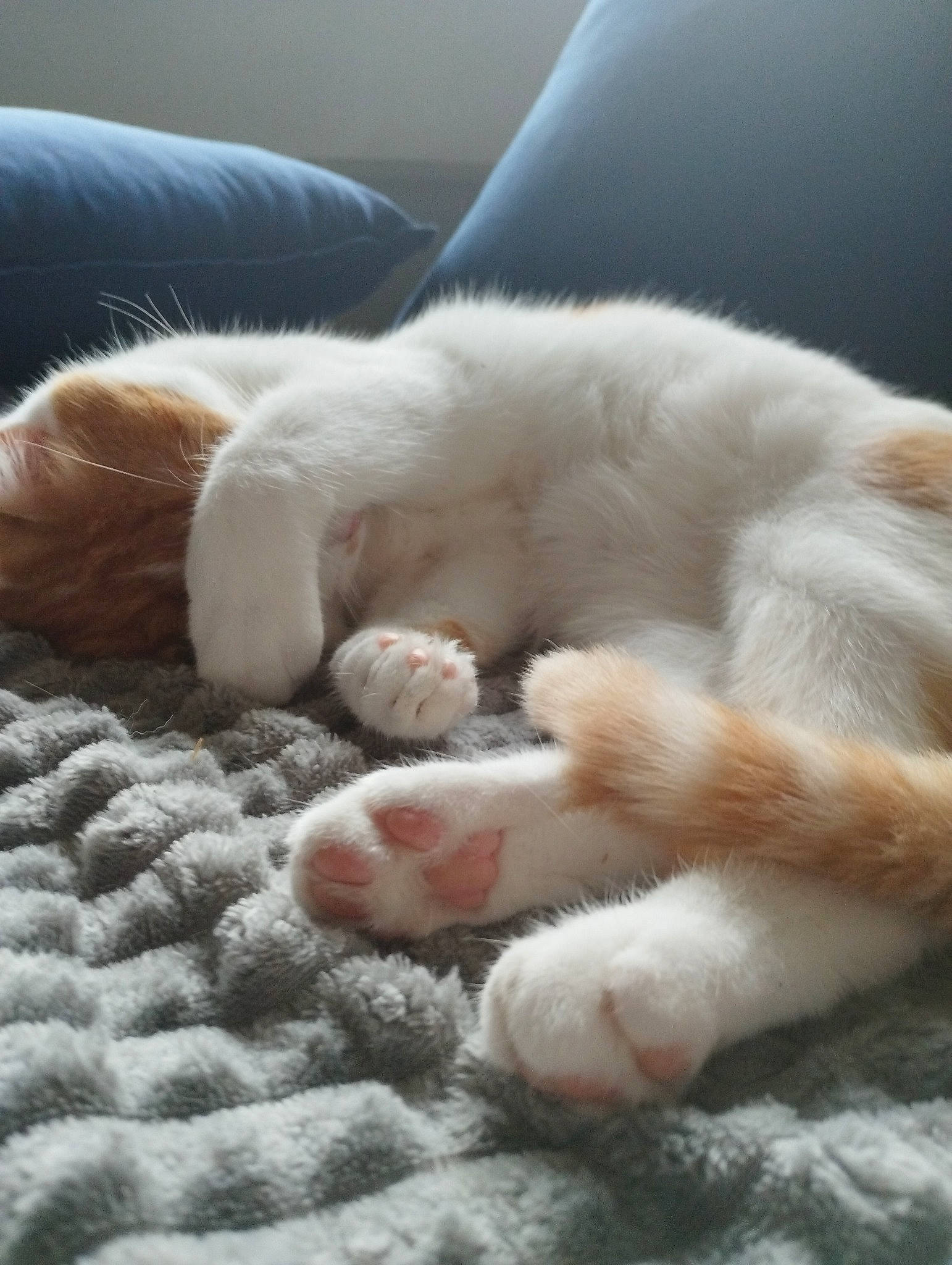 Tosh a rejoint le concours — aidez-le/la à gagner de superbes lots ! carnivore, cat, claw, comfort, felidae, foot, fur, nap, paw, sleep, small_to_medium_sized_cats, tail, terrestrial_animal, whiskers, wool