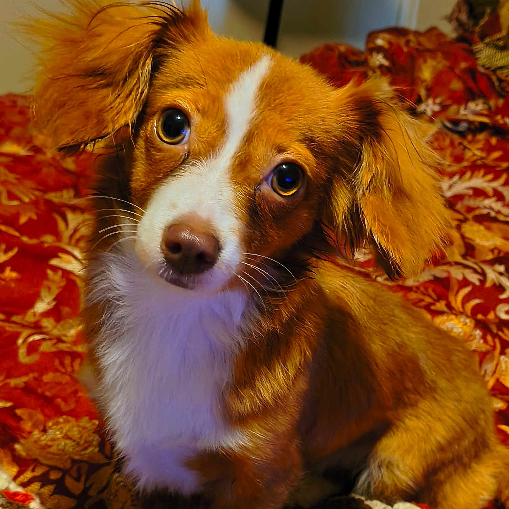 Sober is registered to the contest to win money with this photo: animal, blanket, brown, closeup, companion, cute, dog, ears, eyes, friendly, fur, head_tilt, indoor, patterned, pet, portrait, puppy, sitting, whiskers, white