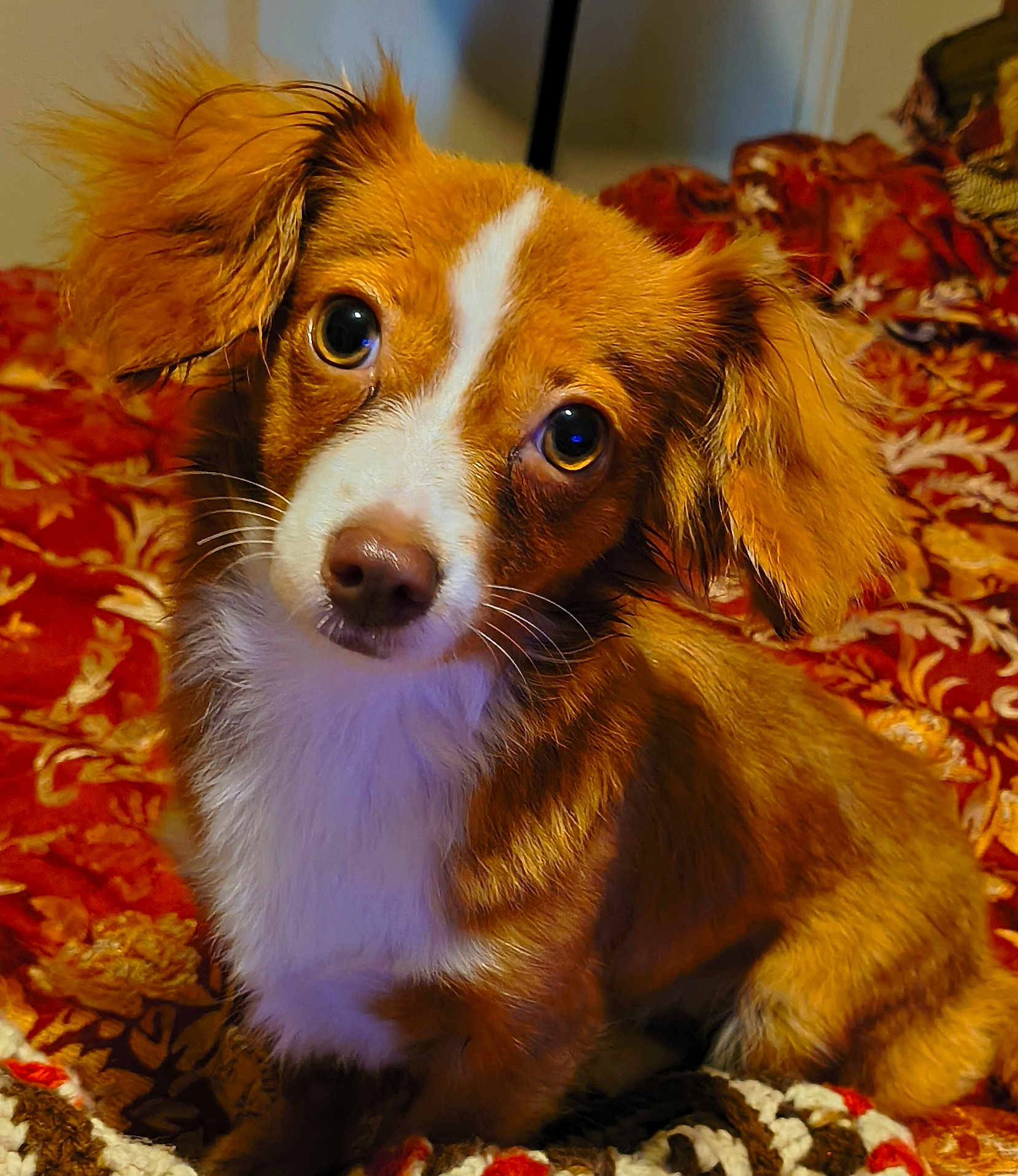 Sober is registered to the contest to win money with this photo: dog, brown, white, puppy, pet, animal, ears, eyes, fur, blanket, patterned, indoor, cute, portrait, sitting, head_tilt, whiskers, closeup, companion, friendly