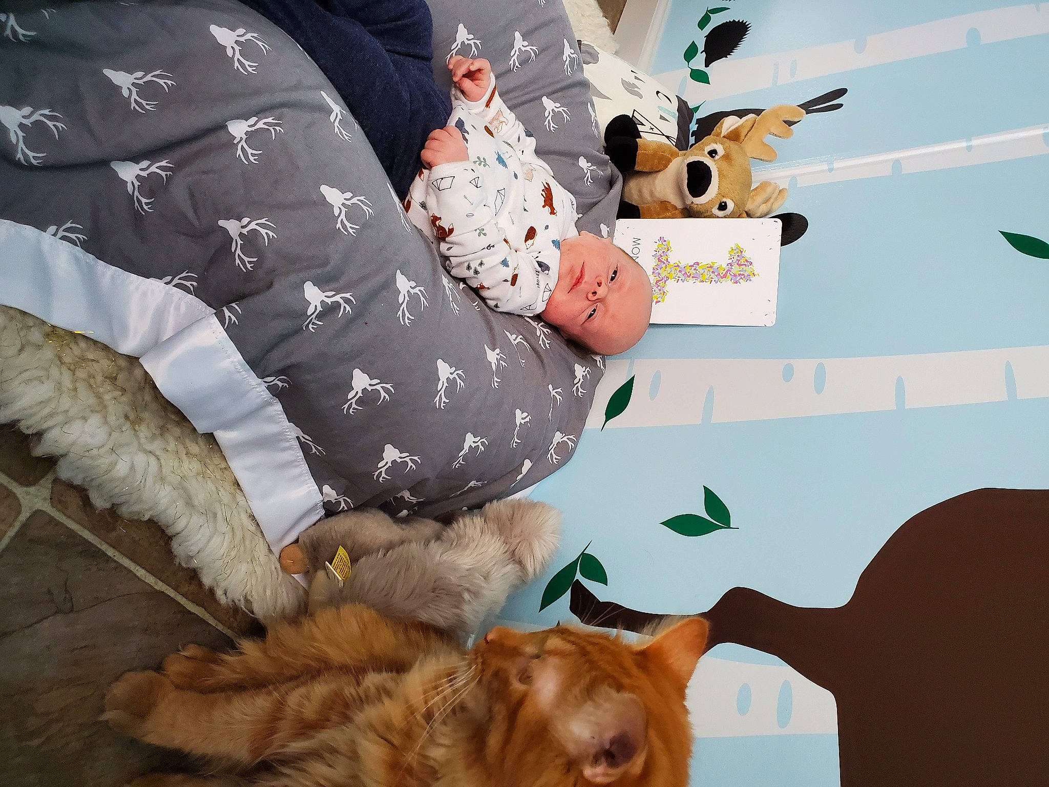 Shane is registered to the contest to win money with this photo: art, canidae, carnivore, comfort, companion_dog, couch, dog, dog_breed, fawn, felidae, fur, linens, liver, mammal, person, small_to_medium_sized_cats, spitz, sporting_group, tail, vertebrate