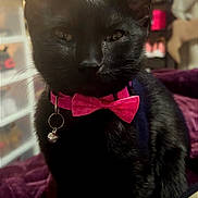 Jade Marie joined the competition — help win amazing prizes! cat, black_cat, pet, collar, bow_tie, bell, close_up, portrait, whiskers, ears, eyes, fur, indoor, bed, blanket, furniture, cute, photography, sitting, mischievous