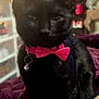 cat, black_cat, pet, collar, bow_tie, bell, close_up, portrait, whiskers, ears, eyes, fur, indoor, bed, blanket, furniture, cute, photography, sitting, mischievous