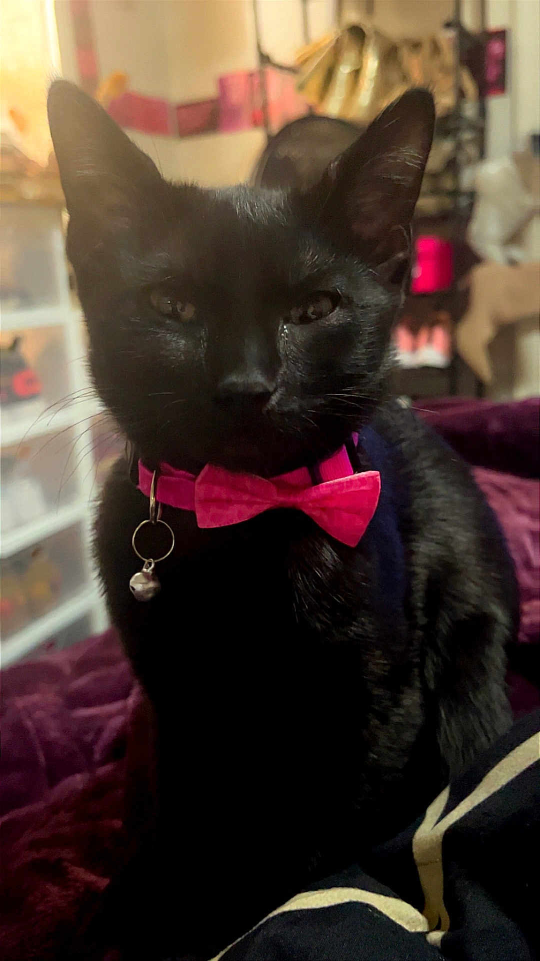 Jade Marie joined the competition — help win amazing prizes! cat, black_cat, pet, collar, bow_tie, bell, close_up, portrait, whiskers, ears, eyes, fur, indoor, bed, blanket, furniture, cute, photography, sitting, mischievous