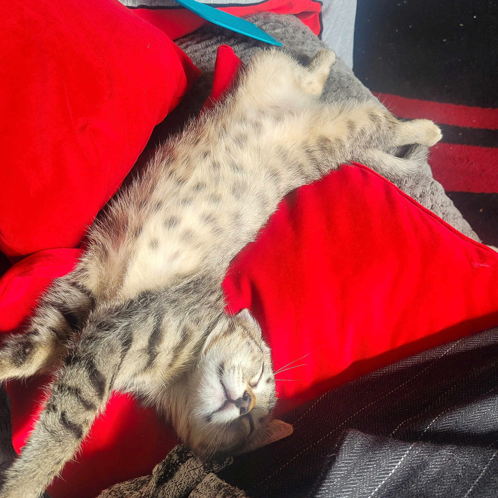 Athèna participe au concours pour gagner de l'argent avec cette photo : animal, cat, closeup, comfort, cozy, cute, feline, fur, home, indoor, nap, pet, red_cushion, relaxed, resting, sleeping, stretching, sunlight, tabby, whiskers