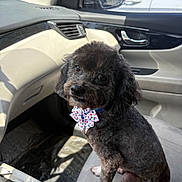 Bear is registered to the contest to win money with this photo: dog, poodle, bowtie, car_interior, passenger_seat, curious, black_fur, sunlight, seat, window, car_door, seatbelt, pet, animal, companion, indoor, portrait, cute, small_dog, groomed
