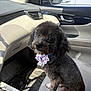 dog, poodle, bowtie, car_interior, passenger_seat, curious, black_fur, sunlight, seat, window, car_door, seatbelt, pet, animal, companion, indoor, portrait, cute, small_dog, groomed