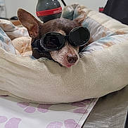 Poppa is registered to the contest to win money with this photo: dog, goggles, pet_bed, blanket, human_hand, tattoo, device, green_light, indoor, metal_table, comfort, relaxation, small_dog, chihuahua, animal_care, veterinary, fur, ear, tongue, resting