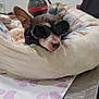 dog, goggles, pet_bed, blanket, human_hand, tattoo, device, green_light, indoor, metal_table, comfort, relaxation, small_dog, chihuahua, animal_care, veterinary, fur, ear, tongue, resting