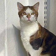 Woody a rejoint le concours — aidez-le/la à gagner de superbes lots ! alert, animal, calm, cat, close_up, domestic_cat, ears, feline, fur, indoor, looking_at_camera, natural_light, pet, portrait, shadow, sitting, texture, whiskers, white_wall, yellow_eyes