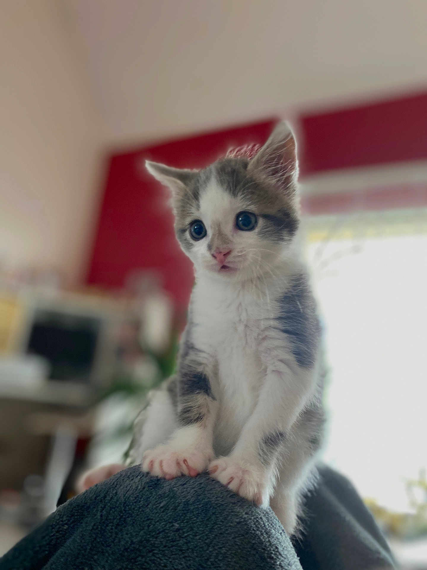 Woody a rejoint le concours — aidez-le/la à gagner de superbes lots ! kitten, cat, pet, animal, feline, cute, young, indoor, curious, soft_fur, whiskers, paws, closeup, portrait, home, blanket, cozy, domestic, small, adorable