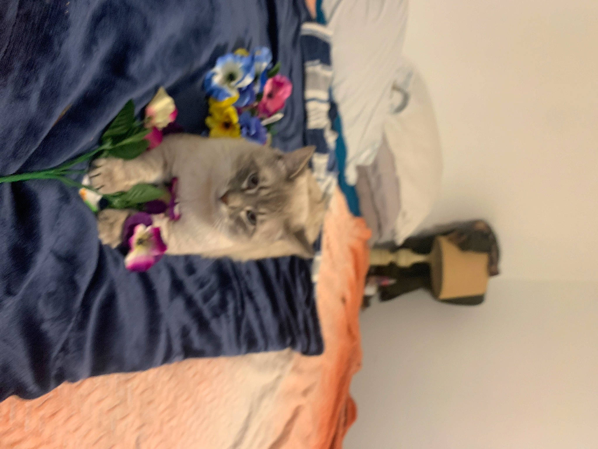 Greyson joined the competition — help win amazing prizes! carnivore, cat, claw, comfort, domestic_short_haired_cat, felidae, fur, gesture, nail, paw, plastic_bag, room, small_to_medium_sized_cats, t_shirt, whiskers, wood