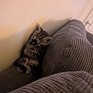 Peekaboo is registered to the contest to win money with this photo: kitten, cat, couch, furniture, indoor, pet, sleeping, cozy, fur, striped, animal, resting, home, soft, texture, relaxing, cute, small, mammal, domestic