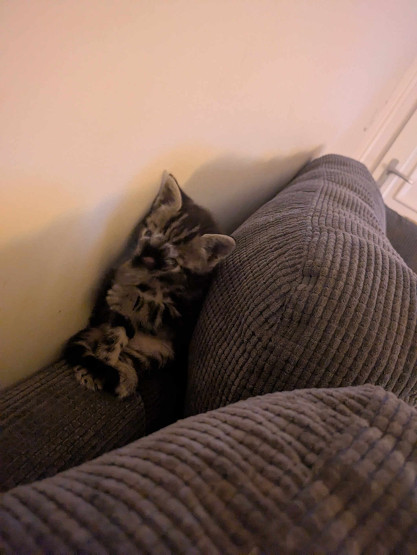 Peekaboo is registered to the contest to win money with this photo: kitten, cat, couch, furniture, indoor, pet, sleeping, cozy, fur, striped, animal, resting, home, soft, texture, relaxing, cute, small, mammal, domestic