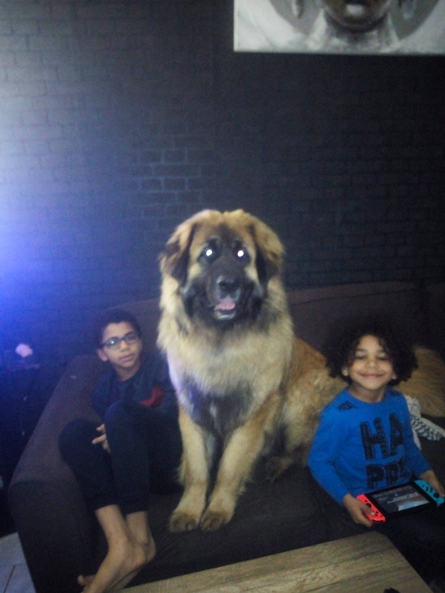 Nelson a rejoint le concours — aidez-le/la à gagner de superbes lots ! canidae, carnivore, caucasian_shepherd_dog, dog, dog_breed, estrela_mountain_dog, fawn, fur, giant_dog_breed, joy, leonberger, mammal, person, sarplaninac