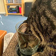 Bella is registered to the contest to win money with this photo: cat, tabby, feline, drinking, glass, water, pet, animal, striped_fur, whiskers, ear, head, body, close_up, indoors, home, table, carpet, furniture, funny